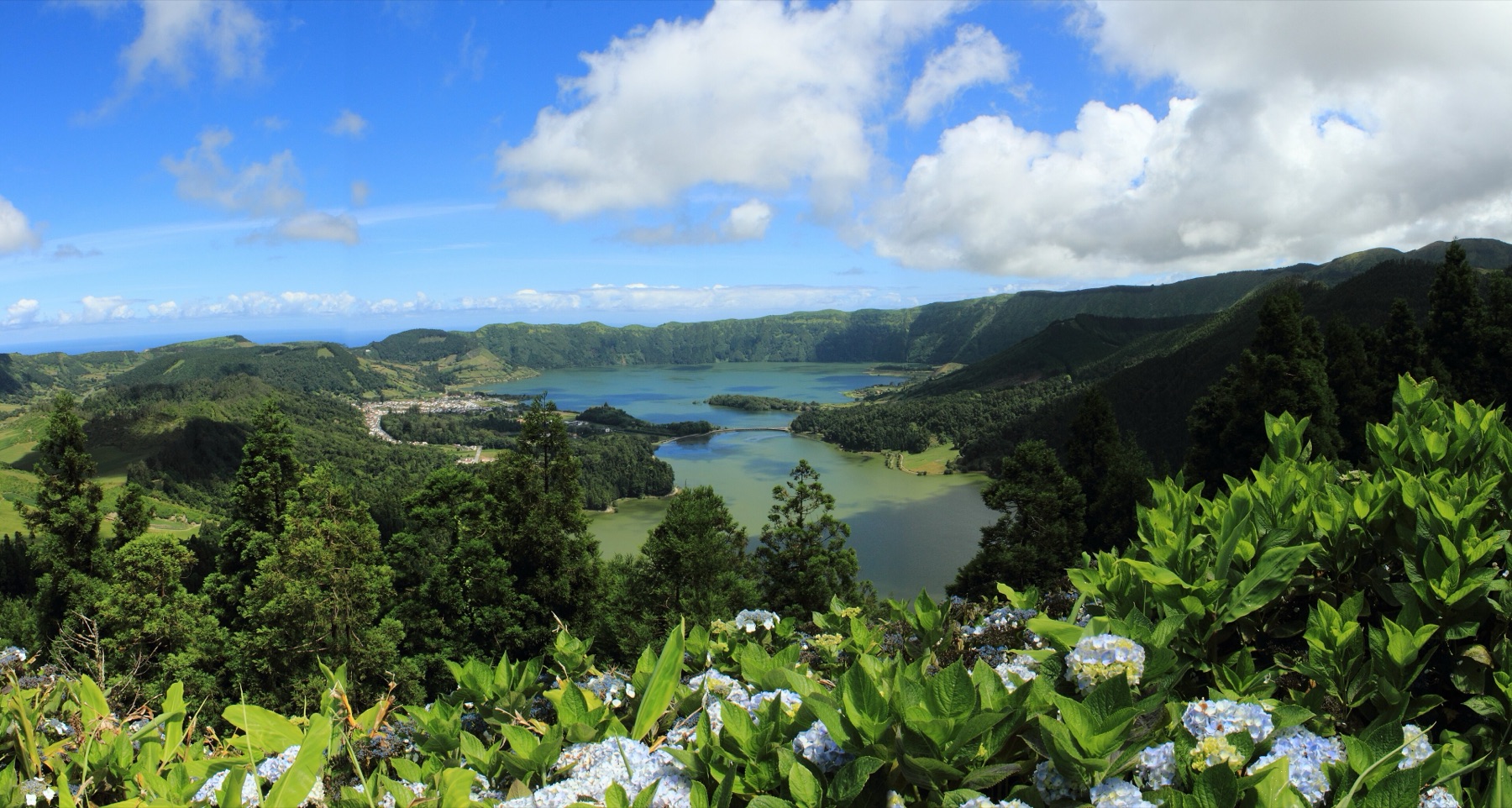 Hydrangeas above the Sete Cidades lakes